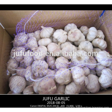 2017 red white/ purple white garlic